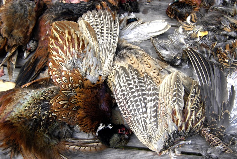  Opdrætsfugle overgår mængden af vilde fugle