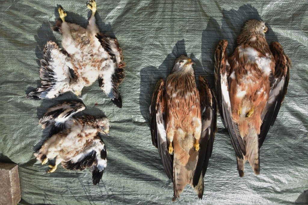 Fantastiske nyheder: Nu får vi et særligt natur-politi