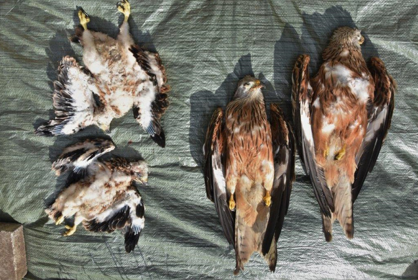 Fantastiske nyheder: Nu får vi et særligt natur-politi