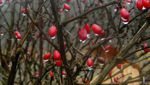1) Efterlad føde og vand til småfugle