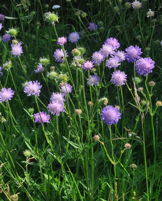  Blåhat (Knautia arvensis)