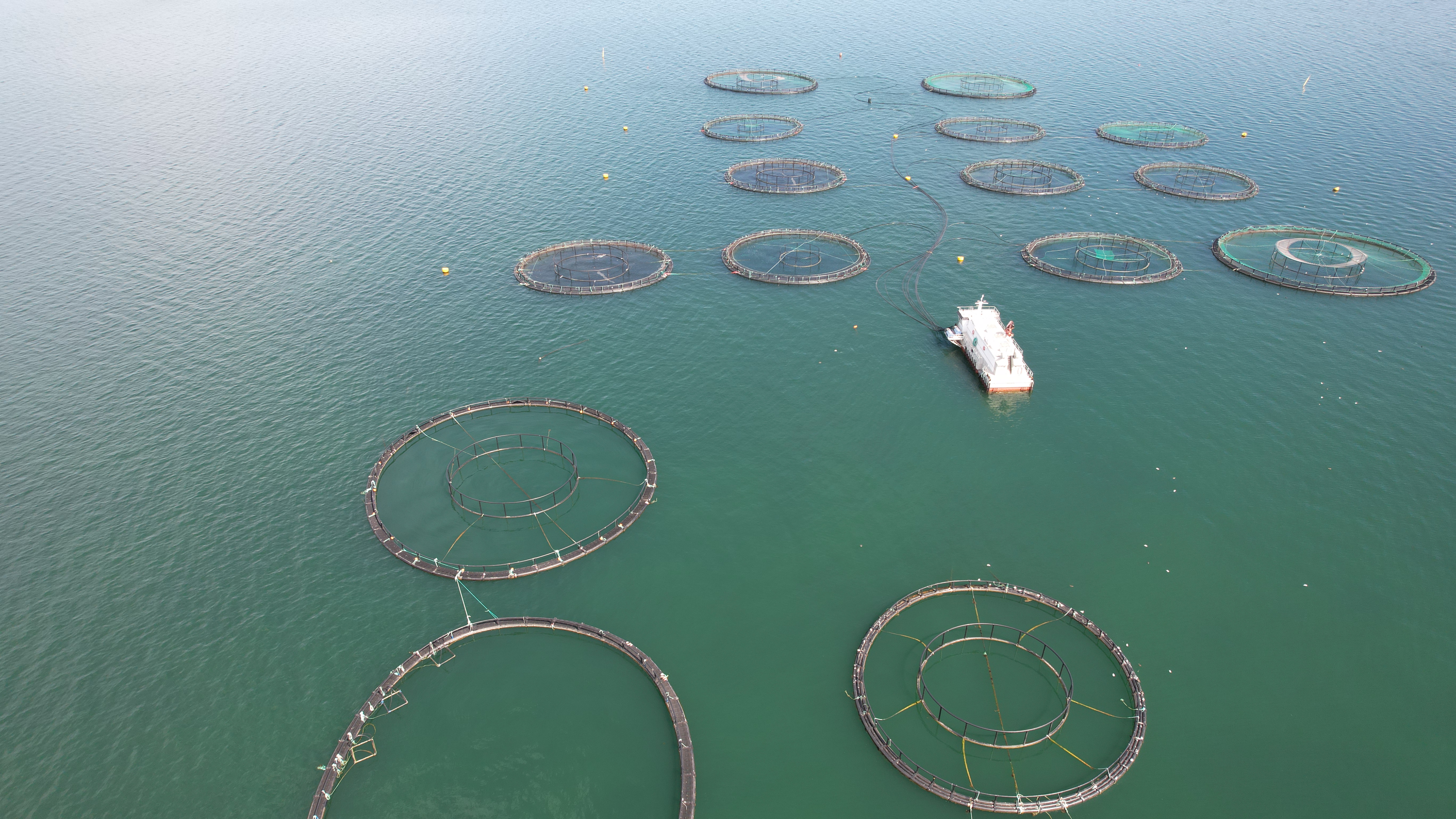 Naturfredningsforening og sportsfiskere kræver stop for fem havbrug ved Horsens Fjord