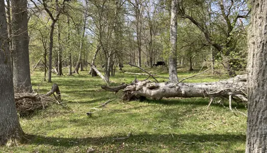 Grøn Trepart sikrer mere skov