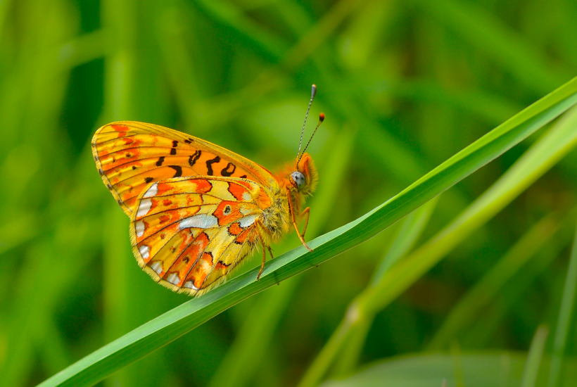Sjælden sommerfugl er ved at uddø - sådan redder vi den