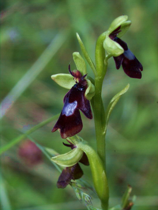 Flueblomst 