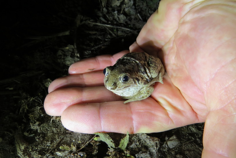 Efter dedikeret indsats: Unik og truet frø er endelig i lokal fremgang 