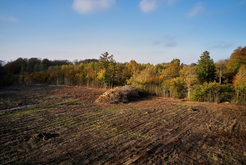 Træer brændes af i tonsvis for at lave 'grøn fjernvarme' - nu skal det stoppe