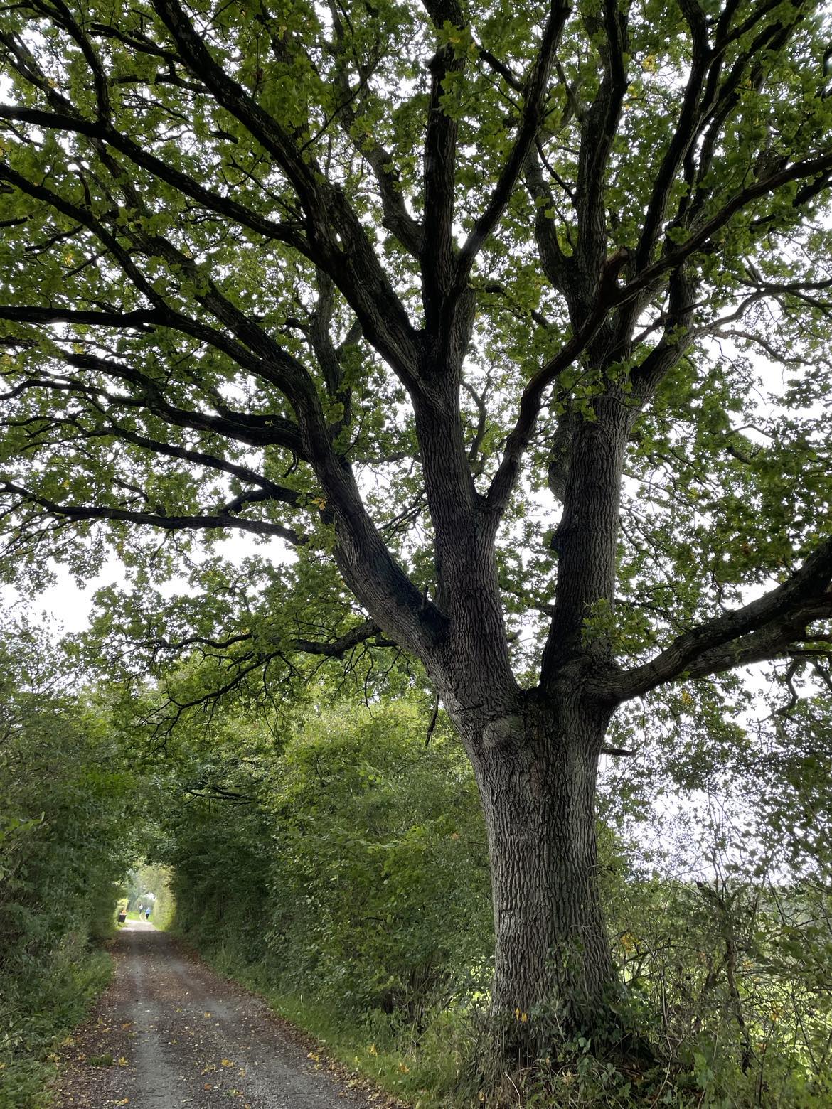 Det gamle egetræ.jpg