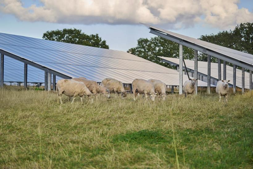 Solcellepark i Vedde sikrer både biodiversitet og bidrager til grøn omstilling af energi
