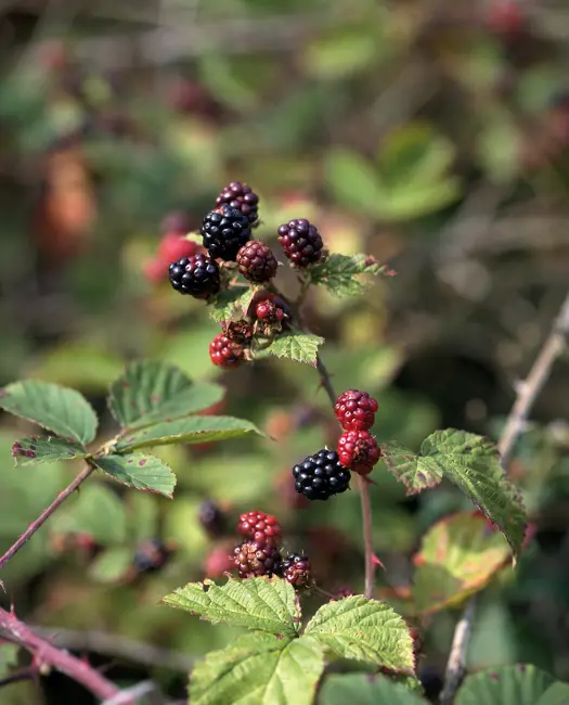 2) Frugttræer og bærbuske er godt