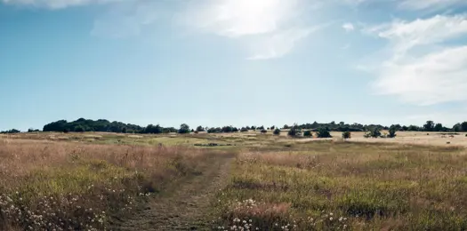 Arbejd for bedre adgang til det åbne land?