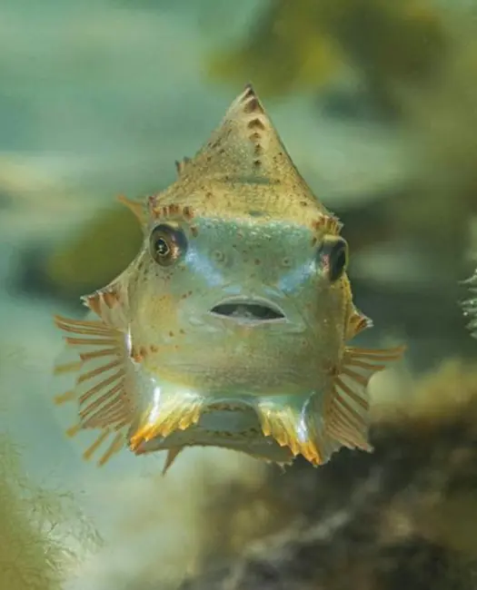 Derfor har havet brug for din hjælp