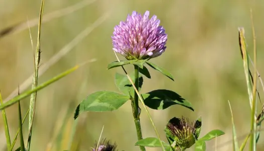 2) Hav hellere mange slags planter – end mange af den samme slags