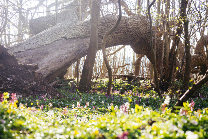 Treparten lover 100.000 hektar urørt skov: Så stor en forskel kan det gøre for naturen