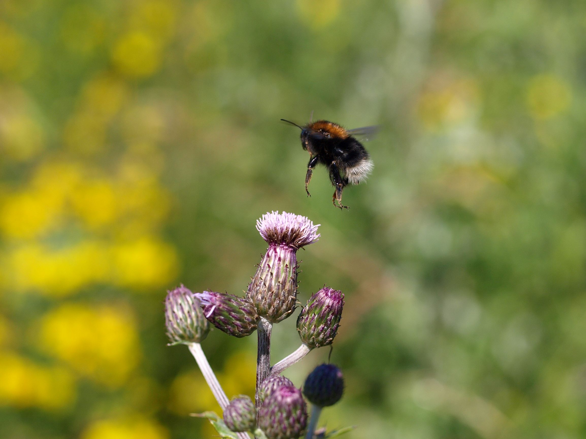 Biodiversitet Nu