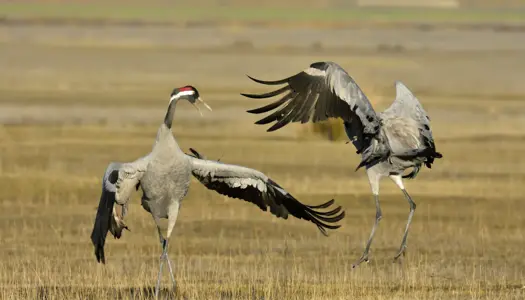 Lyt til Natur og Miljø