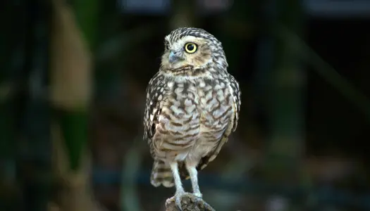 Overvejer du at betænke naturen i dit testamente?