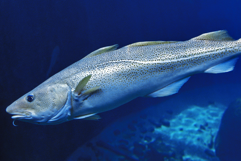 Alarmerende nyt: Stop al fiskeri af torsk 
