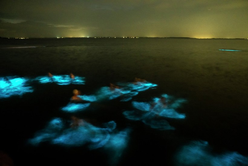 Morild: Selvlysende alger lyser havet op