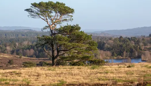 10. Den danske savanne på Vrads Sande