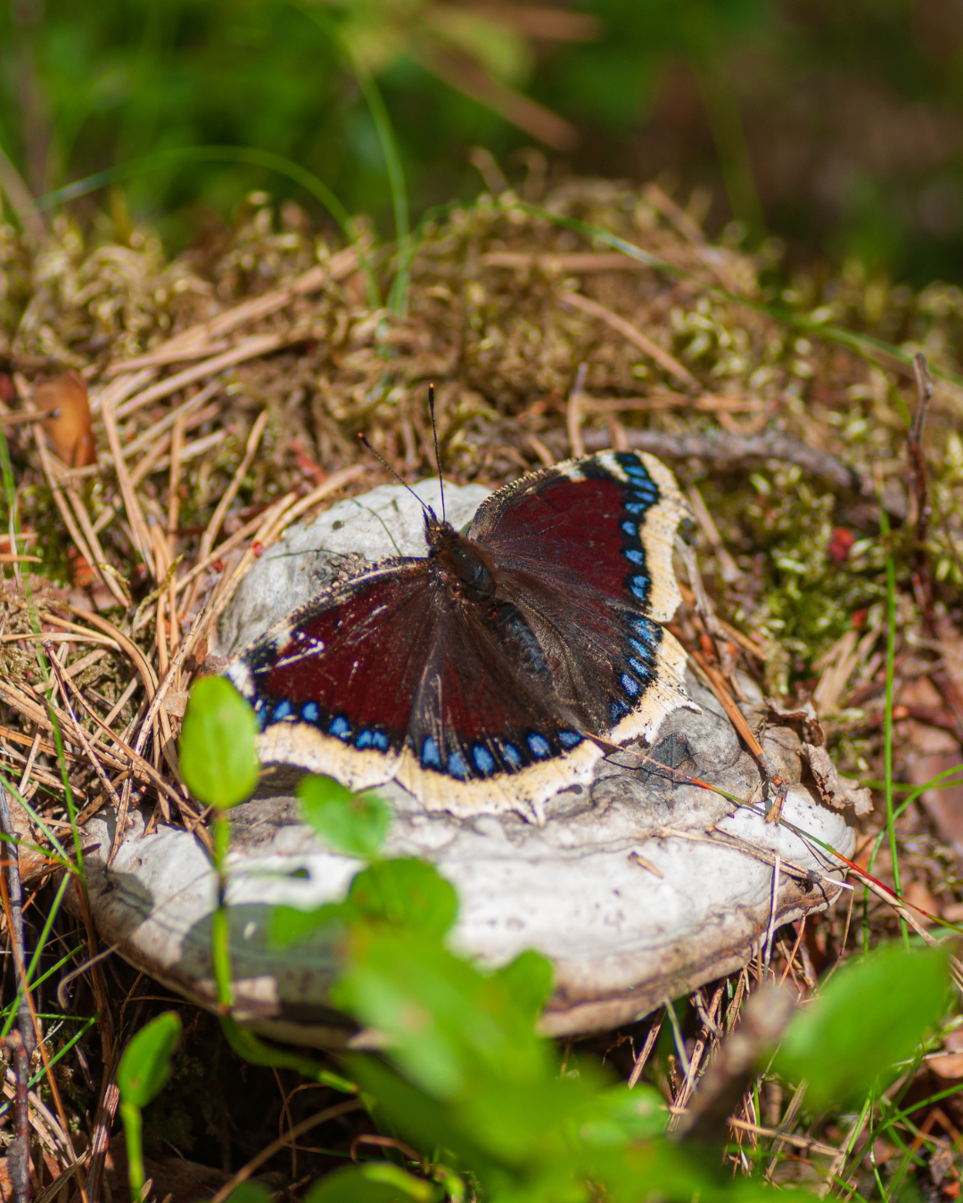 Sørgekåbe