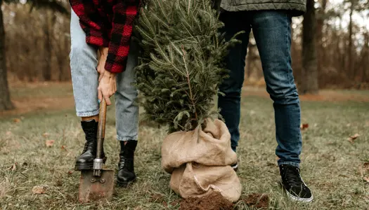 4. Et juletræ med rodnet