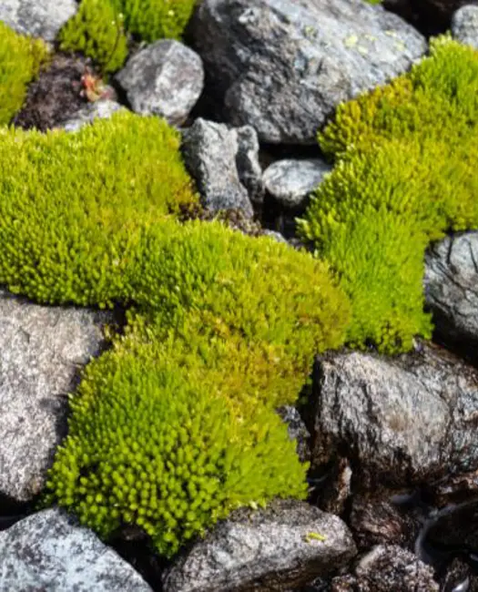 1. Brug sten til at skabe varmesteder