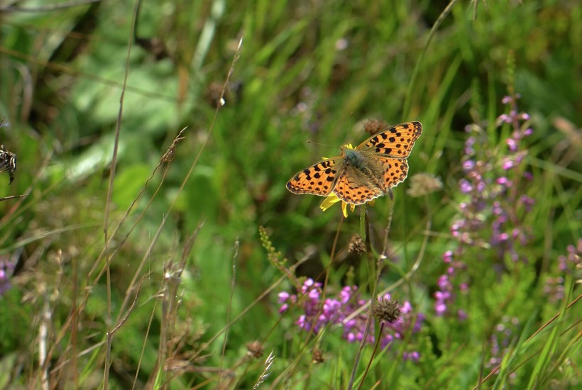 Sjældne sommerfugle, istidsdale, moser og skov fredet på Fyn