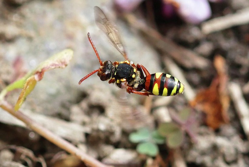 Ny art fundet af kendt forfatter 