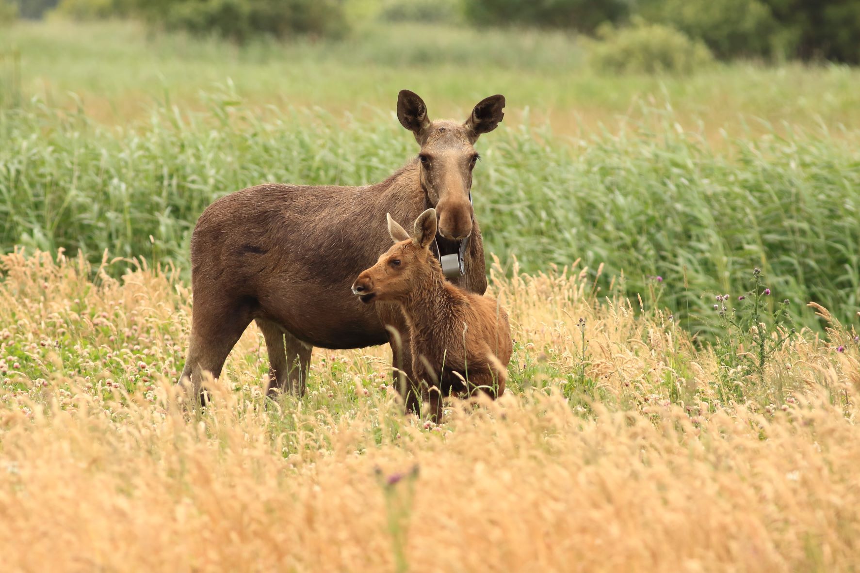elg lille vildmose 2