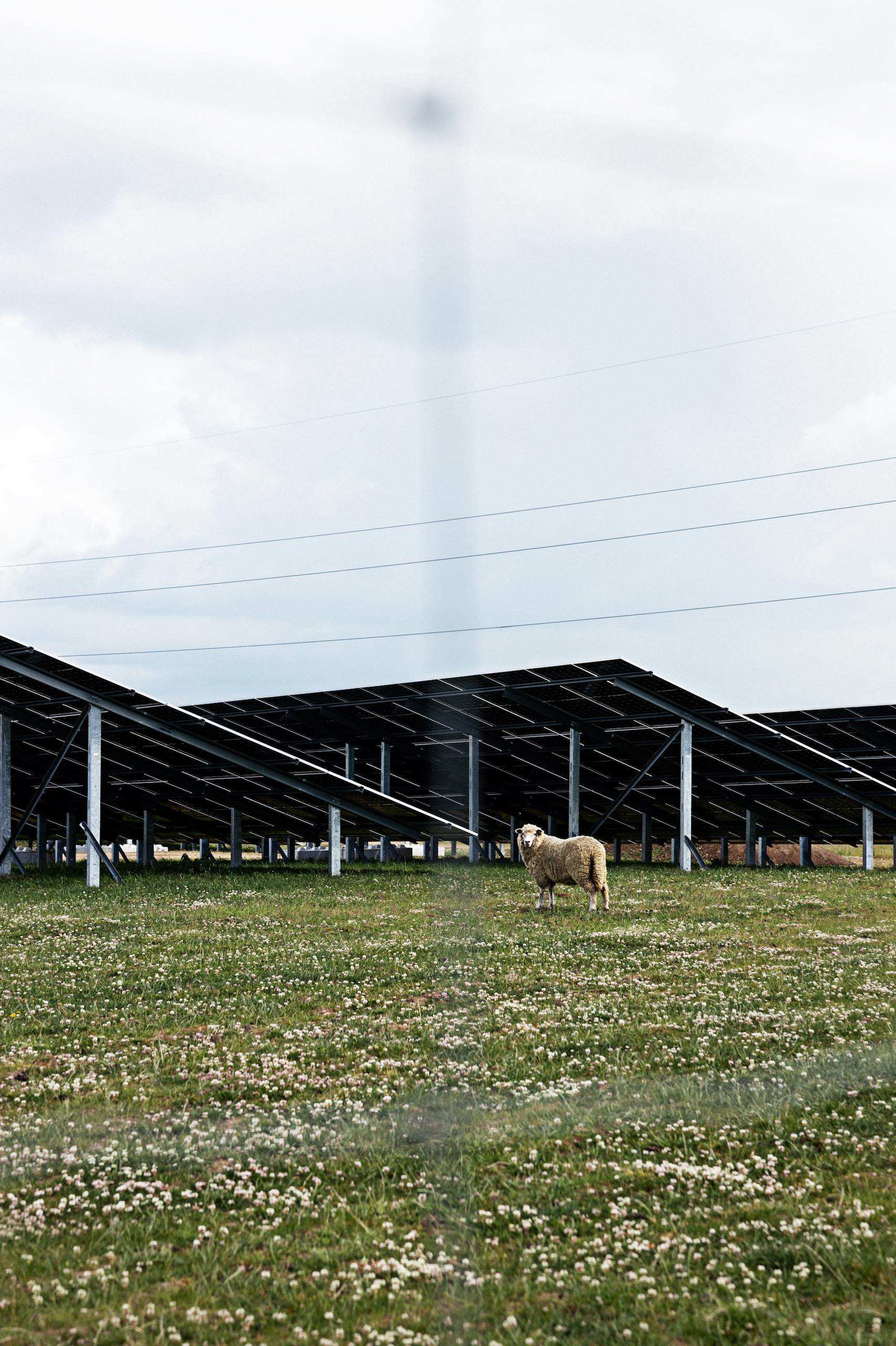 Sådan kan vi bygge broer, veje og solcelleparker med plads til naturen
