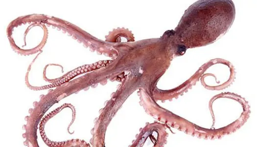 Fantastiske skabninger: Sådan overlever blæksprutter vinteren