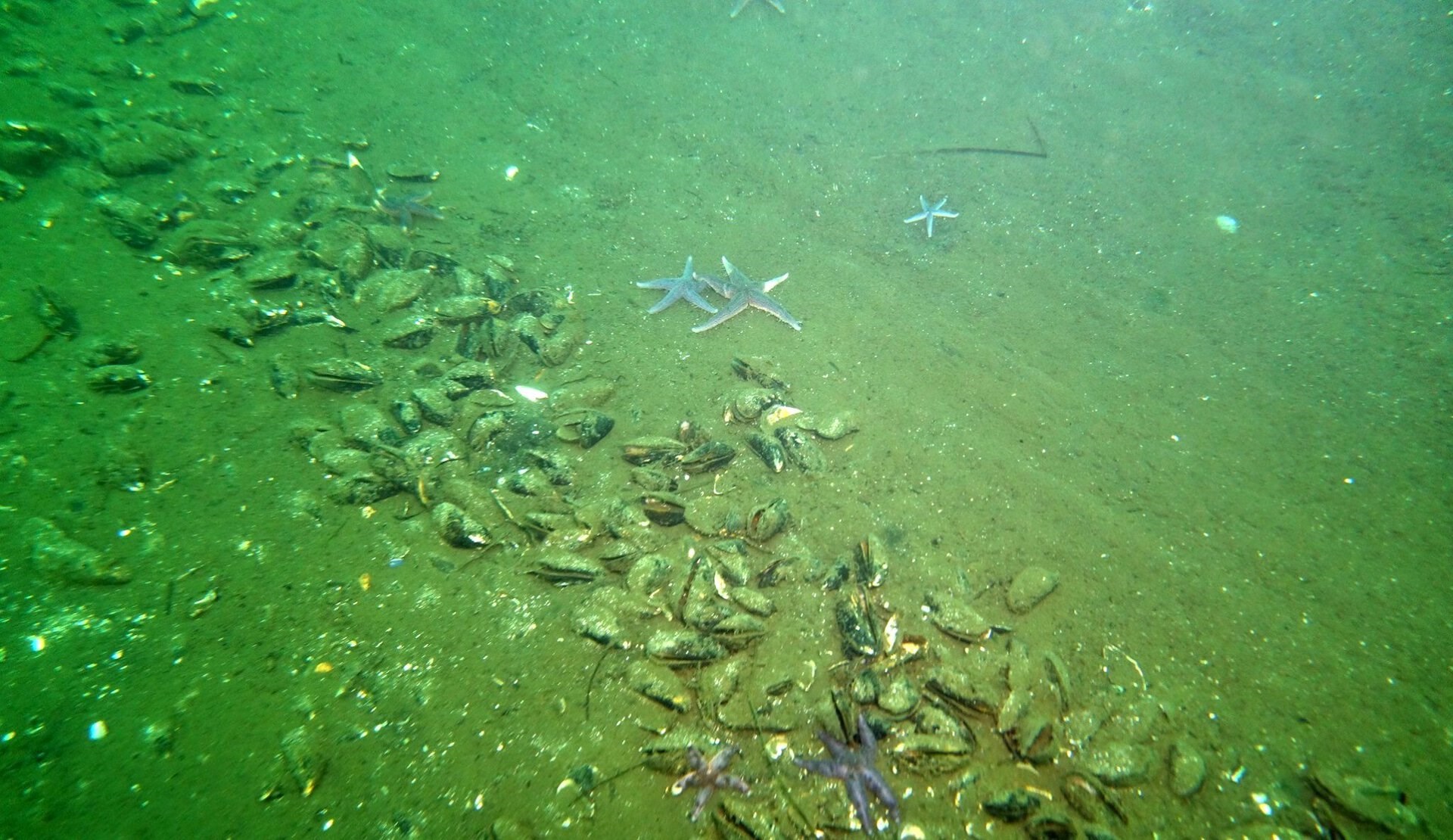Regeringen åbner igen for skadeligt fiskeri i beskyttet natur