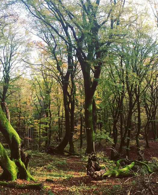 Besøg eventyrlige Rold Skov