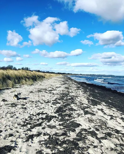 10. Marielyst Strand: God badestrand på kysten