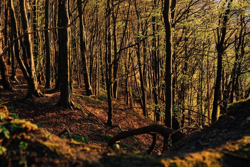 Nu falmer skoven trindt om land - Dyk ned i efterårets traditioner og opskrifter