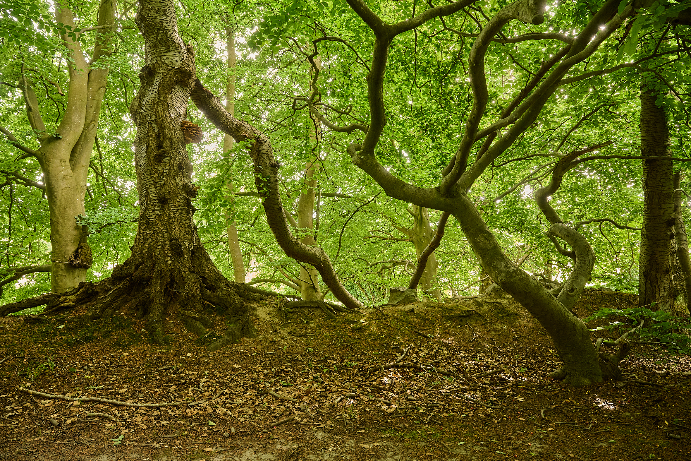 Mere biodiversitet