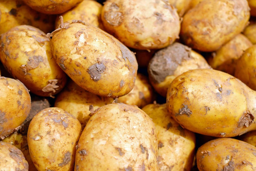 Trods EU-forbud: Danske kartoffelavlere må igen bruge farlig sprøjtegift