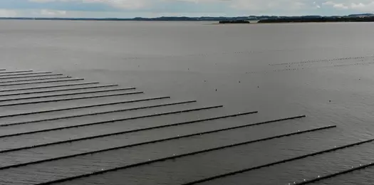 Muslingefarme fylder