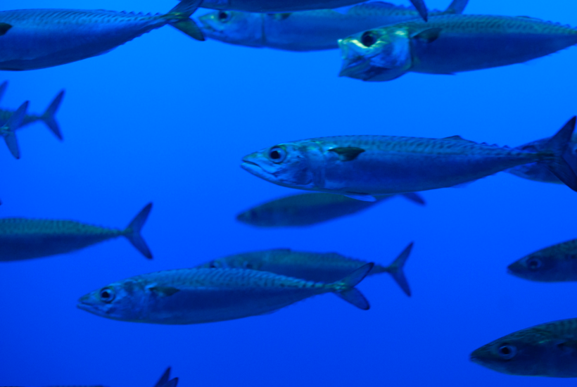 De helt almindelige ’spisefisk’ er ikke så almindelige længere 