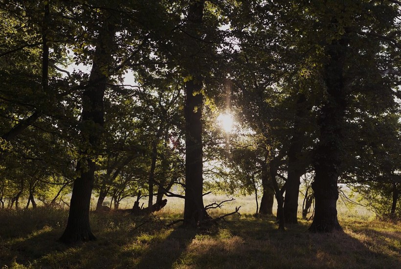 Danmarkskortet vil ændre sig - Vi skal have meget mere skov 