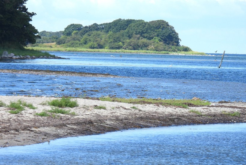Ny undersøgelse: Ingen danske fjorde i god økologisk tilstand