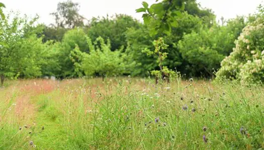 1. Slå din græsplæne