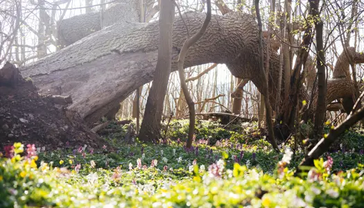 Vil du have mere vild natur?