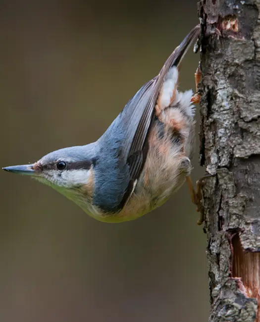 Inviter spætmejsen velkommen i haven