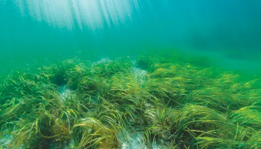 Nuværende regler tager ikke havnatur alvorligt 