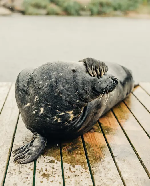Kattegatcentret kæmper for havet!