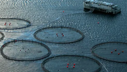 Havbrug er opdræt af fisk