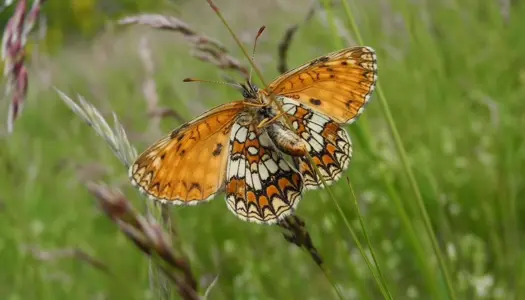 Sjælden sommerfugl spreder sig!