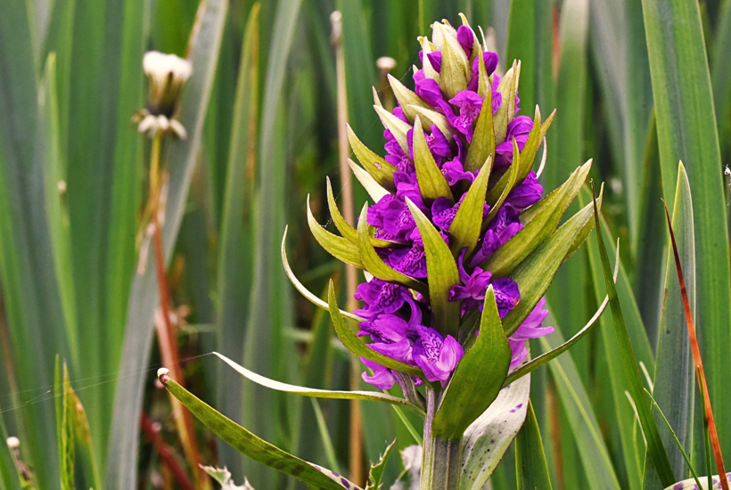 Her har vild natur givet fire gange så mange orkidéer